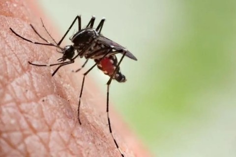 Com um óbito confirmado, Vale do Taquari ultrapassa os 650 casos de dengue em 2025
