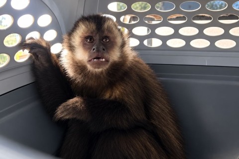 Macaco-prego é resgatado após ser atropelado em Imigrante
