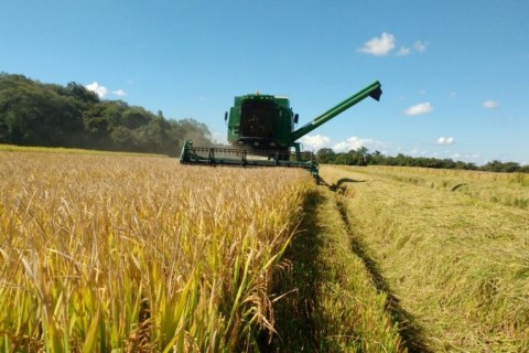 Valor do arroz retrai 39,4% em um ano