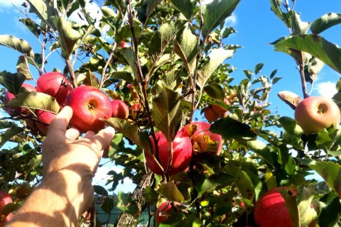 Entressafra mantém maçãs em alta no mercado