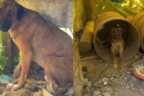 Polícia Civil resgata cães em situação crítica após denúncia de maus-tratos em Muçum