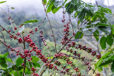 Preço do café recua com safra recorde no radar