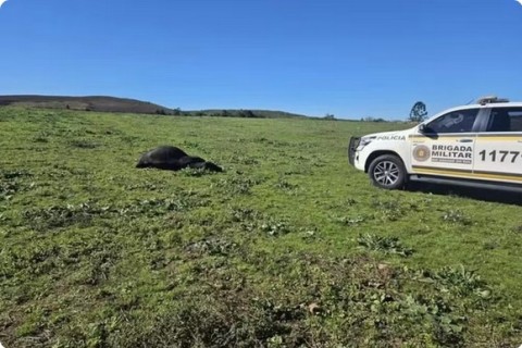 Identificado o homem morto durante ataque de touro em Soledade