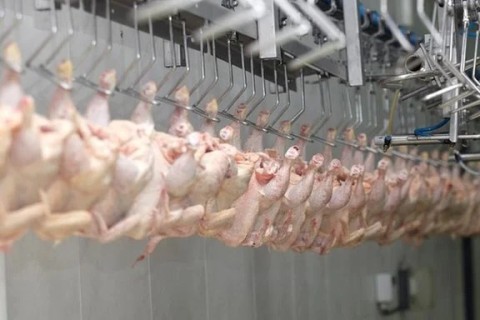 RS poderá exportar frango e peru à União Europeia a partir de 2 de outubro