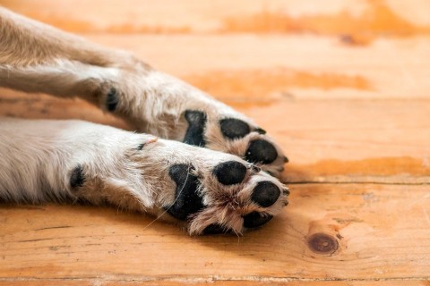 Polícia investiga possível envenenamento de animais no interior de Poço das Antas