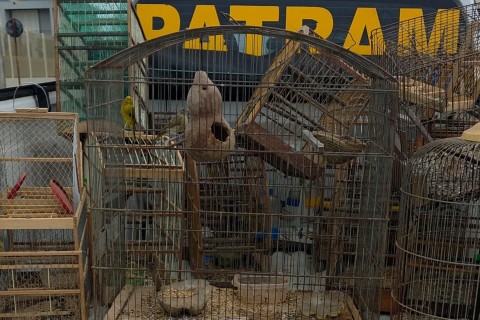 Patram resgata nove aves silvestres mantidas irregularmente em cativeiro em Bom Retiro do Sul