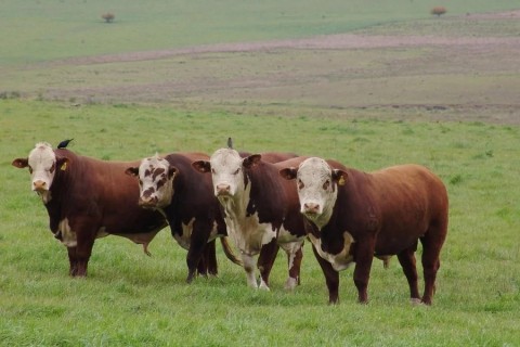 O diferencial da carne produzida no Rio Grande do Sul
