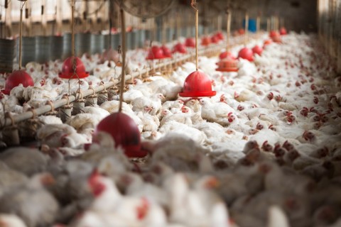 China retoma importações de frango do Brasil