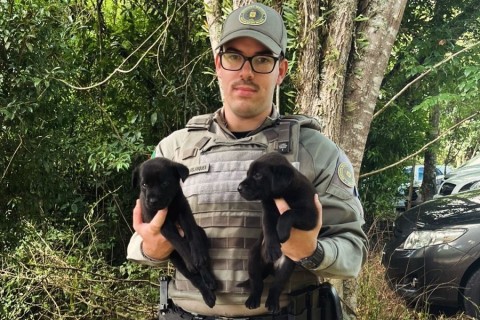 Filhotes de cães abandonados são resgatados pela BM durante procissão, em Doutor Ricardo