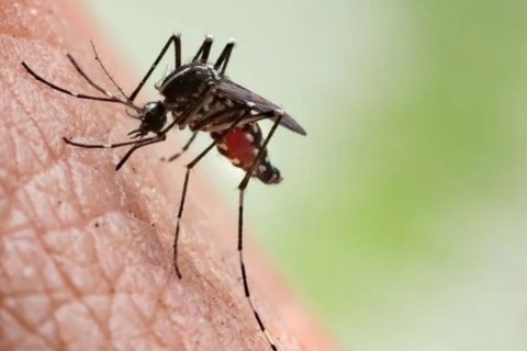 Aumento nos casos de dengue preocupa.